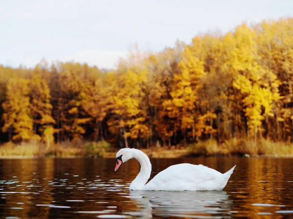 Weißer Schwan Schwitzt Schönen See — Stockfoto