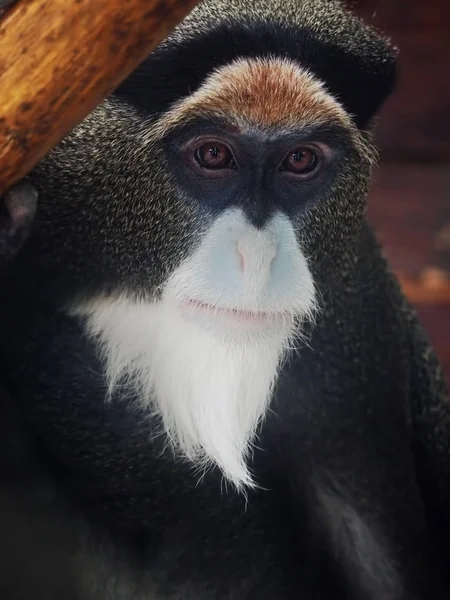 Monkey thinking wisodom and lookig at the camera portrait