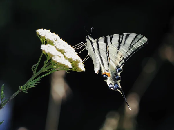 Güzel Çiçeklere Oturan Siyah Arka Plan Beyaz Kelebek Machaon Yakın — Stok fotoğraf