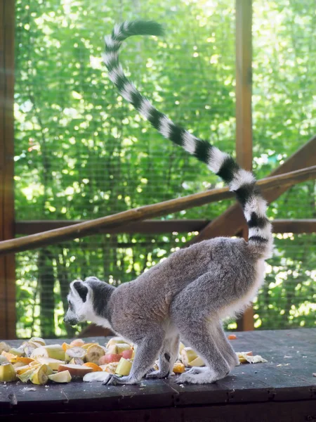 Lemur at the green forest