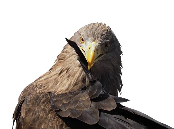 Eagle Rengöring Fjäderdräkt Och Tittar Kameran Isolerade White — Stockfoto