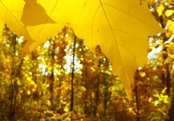 Yellow Maple Leaves Autumn Forest Background — Stock Photo, Image