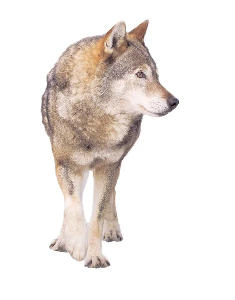 Wolf Läuft Grau Voller Größe Niedlich — Stockfoto