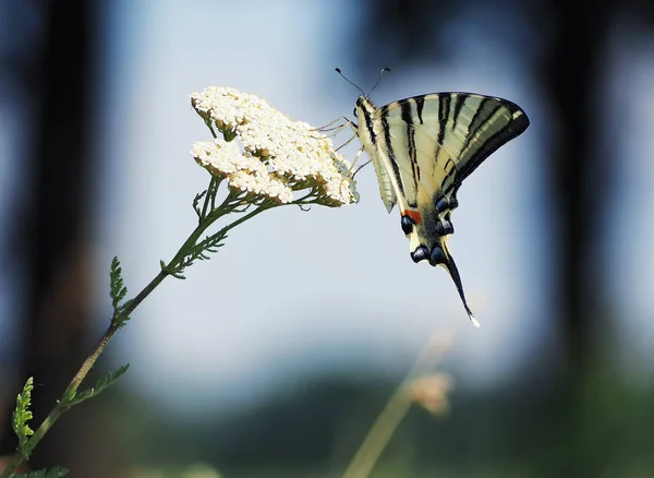 Biały Motyl Machaon Szczegół Widok Góry Białym Tle Siedzi Piękny — Zdjęcie stockowe