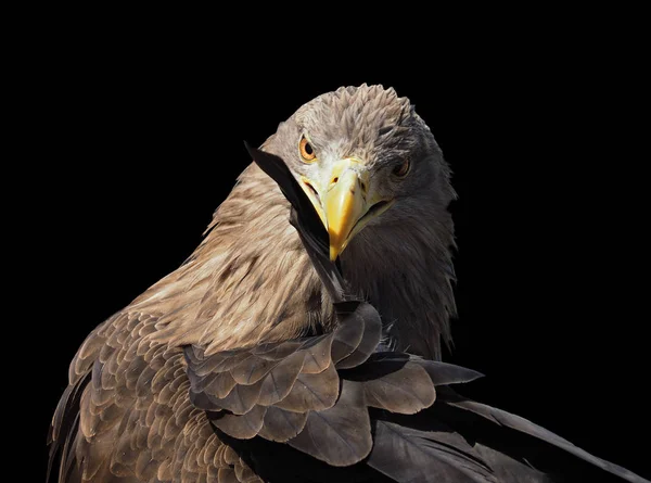 Schoonmaken Van Het Verenkleed Kijken Naar Camera Geïsoleerd Black Eagle — Stockfoto