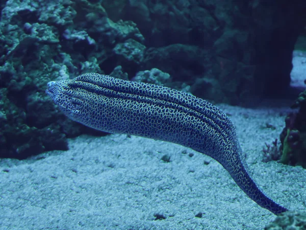 Murena Enorme Serpente Sudando Blu Dell Oceano — Foto Stock