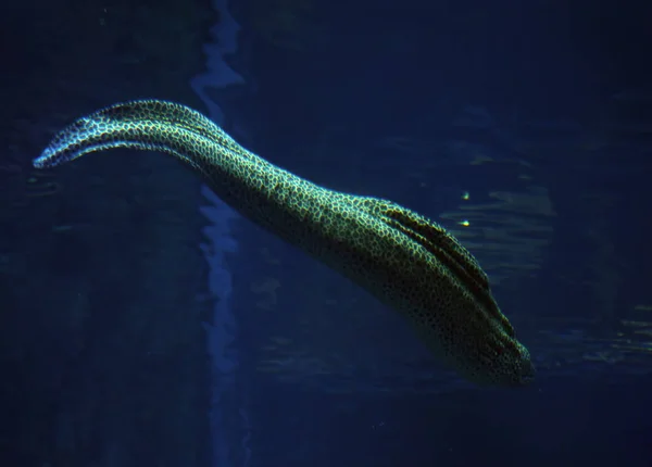 Deniz Yılanı Yakınındaki Mercan Derin Mavi Benekli Murena Kapatmak Sweaming — Stok fotoğraf