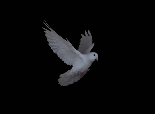 White dove in the flight isolated at black side view flying to the right