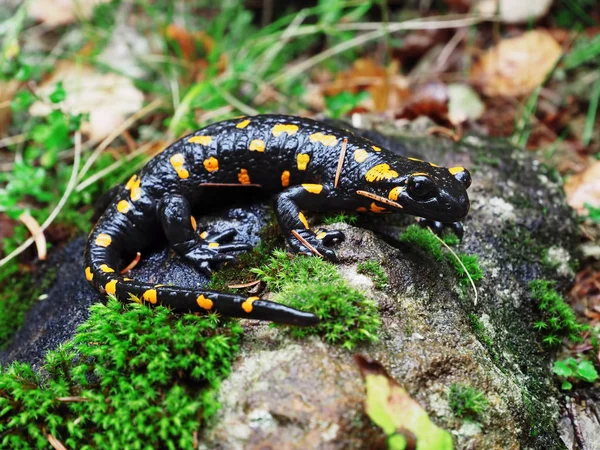 Salamandra taş ve Carpatian Dağları, yeşil çim