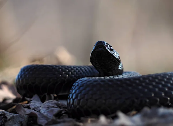 Černé Krásné Nebezpečným Hadem Cvoků Listí Lese Pohled Dolů — Stock fotografie