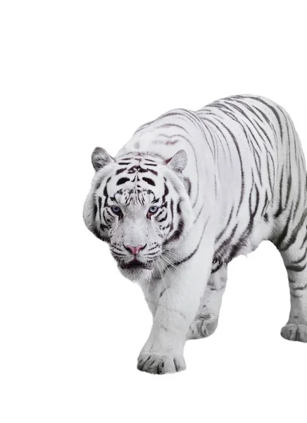 Koca Kaplan Panthera Tigris Bengalensis White Adlı Izole Yürüyüş Beyaz — Stok fotoğraf