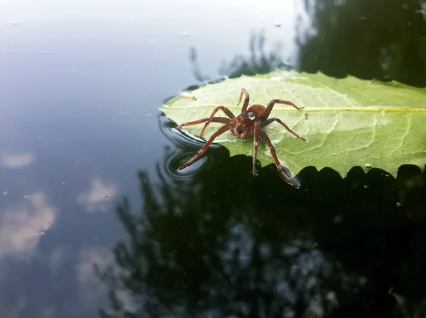 红色蜘蛛旅行者与水下落在绿叶在湖游泳 — 图库照片