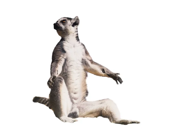 Lemur Zbliżenie Pełnym Rozmiarze Słońce Białym Tle White — Zdjęcie stockowe
