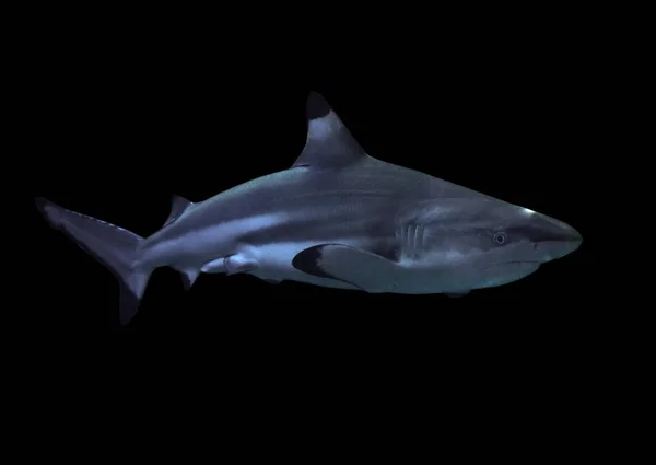 Shark Isolated Black — Stock Photo, Image