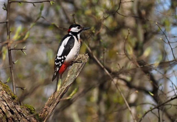 Specht Binnen Het Bijkantoor Actief Het Bos — Stockfoto