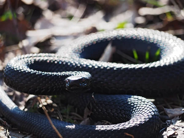 Serpiente Negra Tendida Sobre Hierba Cazando — Foto de Stock
