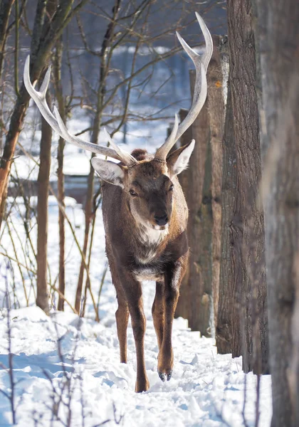 Herten Het Besneeuwde Bos Zon Close — Stockfoto