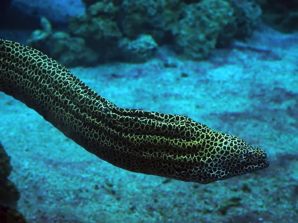 Murena Spotted Snake Deep Blue Sea Corals Close — Stock Photo, Image