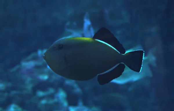 深い青色の海で魚大きな暗い Sweaming — ストック写真