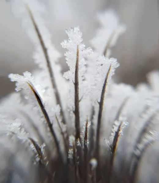 Épine Avec Nombreuses Barbes Avec Glace Photos De Stock Libres De Droits