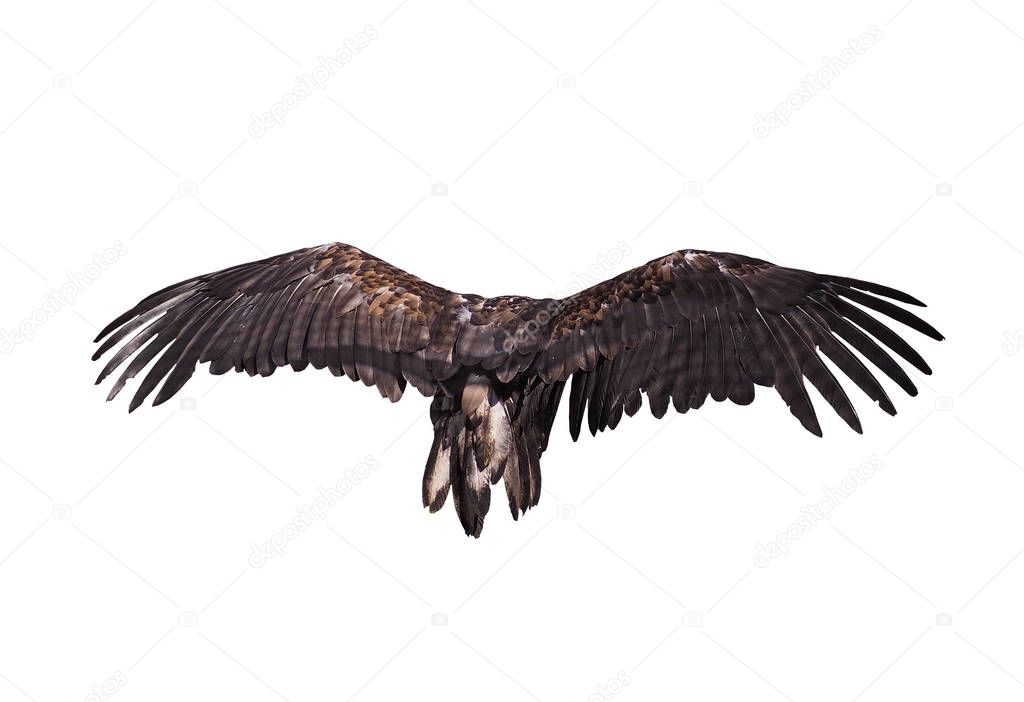 Eagle in flight view from back big plumage isolated at the white