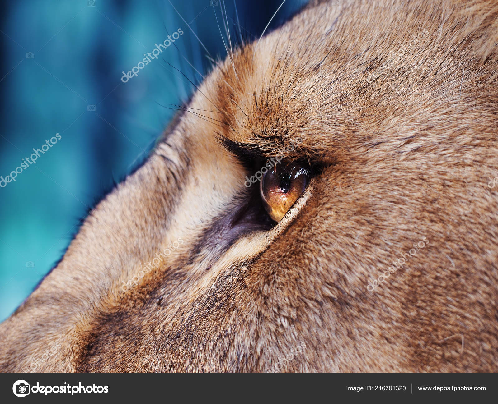 Lion Eye Close Stock Photo C Mironenko S V 1990 Gmail Com 216701320