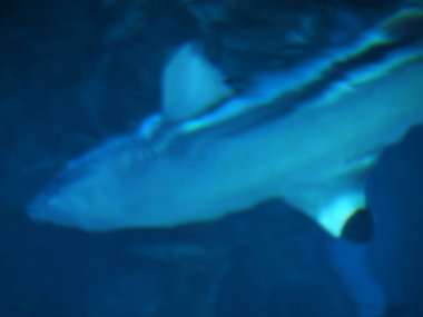 Köpekbalığının siluet bulanık denizde