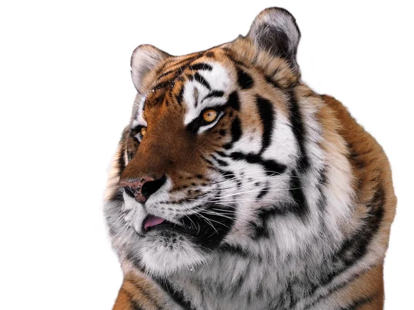 Tigergesicht Aus Nächster Nähe Isoliert — Stockfoto