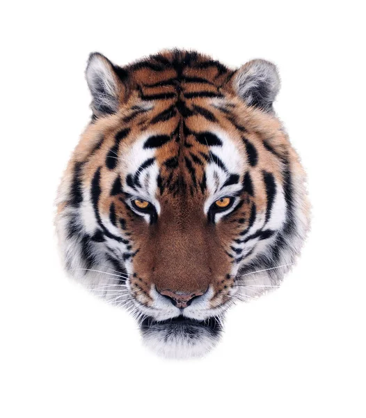 Злобное Лицо Тигра Изолировано Белого — стоковое фото