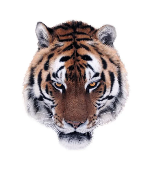 Cara Irritada Tigre Isolado Branco — Fotografia de Stock