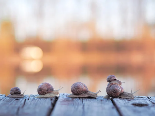 Familie Der Schnecke Geht Bei Sonnenuntergang Nach Hause — Stockfoto