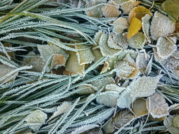Зелена Заморожена Трава Заморожене Листя — стокове фото