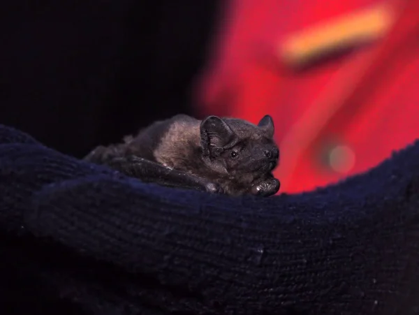 Bat Laying Human Hand — стоковое фото