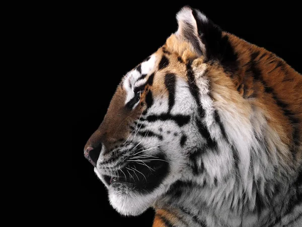 Tiger\'s face close up isolated at black profile