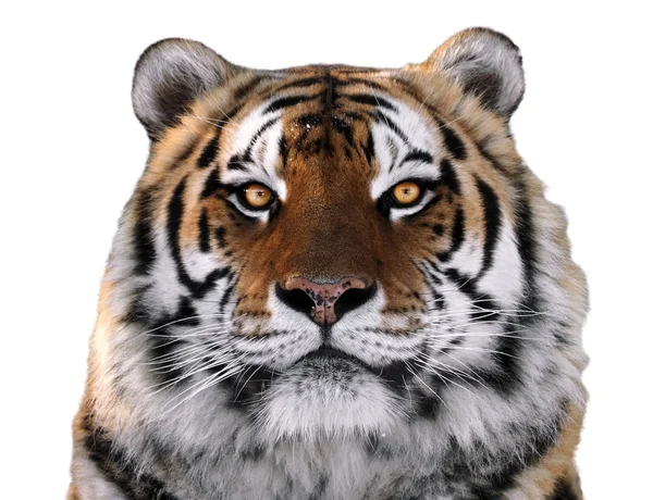 老虎的脸关闭了孤立的白色看着相机 — 图库照片