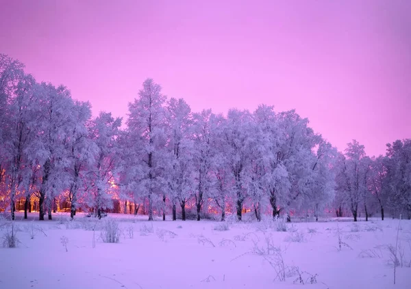Заморожені Дерева Зимовій Казці — стокове фото