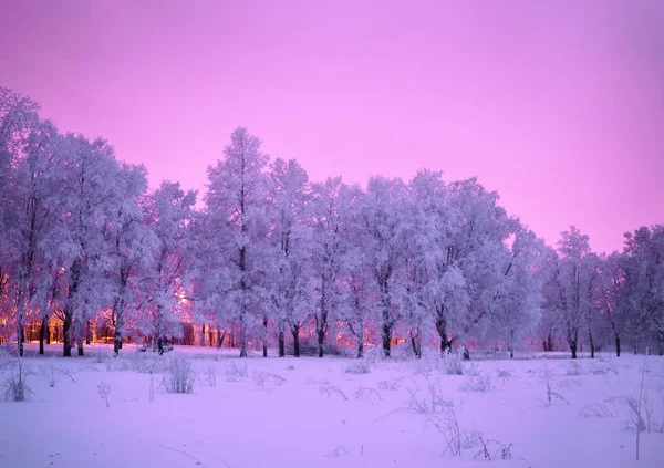 Arbres Gelés Dans Conte Hiver — Photo