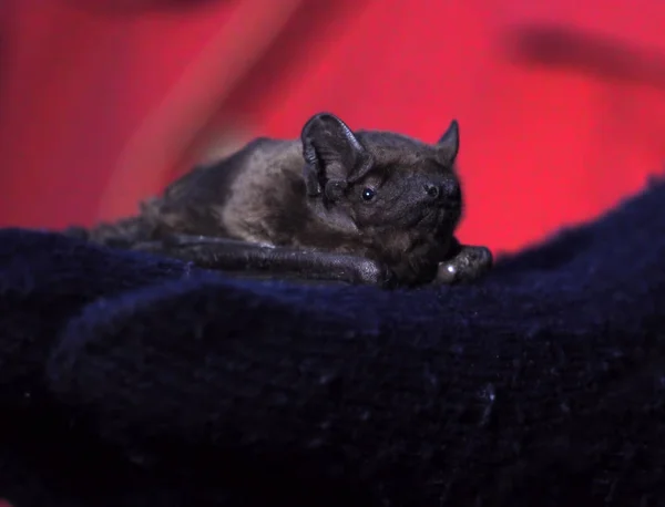 Bat Laying Human Hand Close — стоковое фото