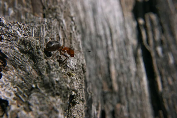 Ant Rots Niet Terugkijken Klimmen — Stockfoto