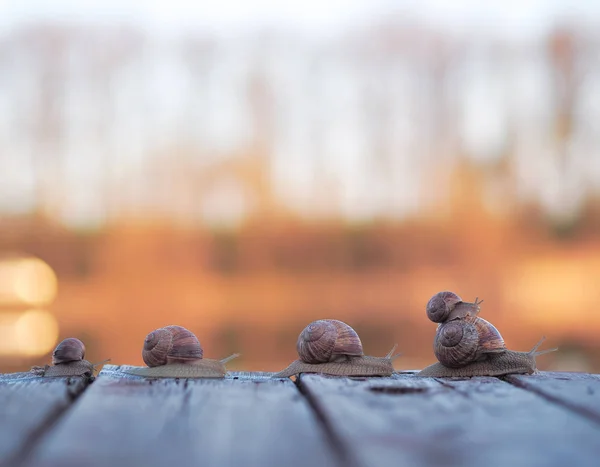 Famille Escargot Rentre Chez Elle Coucher Soleil — Photo