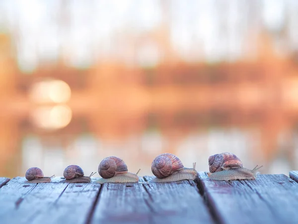 Famille Escargot Rentre Chez Elle Coucher Soleil — Photo