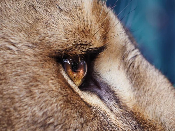 Lion\'s eye close up