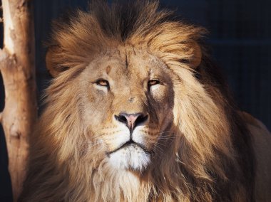 Aslan ciddi portre Afrika yakın çekim