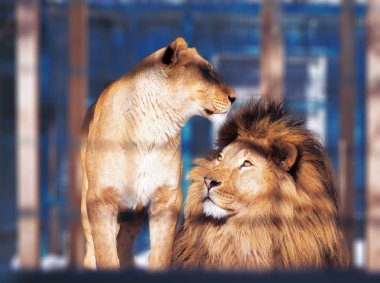 Akıllı gözleri ile aslan yakın çekim 
