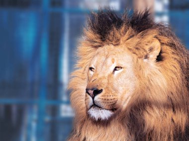 Akıllı gözleri ile aslan yakın çekim 