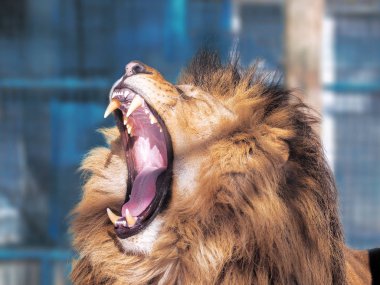 Akıllı gözleri ile aslan yakın çekim 