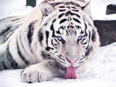 Beyaz kaplan Panthera tigris bengalensis portre kırmızı dil ile