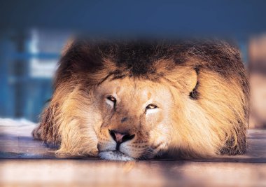 Akıllı gözleri ile aslan yakın çekim 