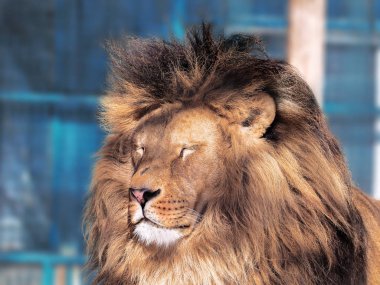 Akıllı gözleri ile aslan yakın çekim 