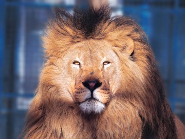 Akıllı gözleri ile aslan yakın çekim 